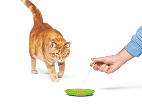 cat