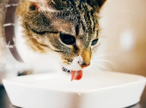 cat
