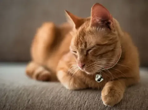 cat