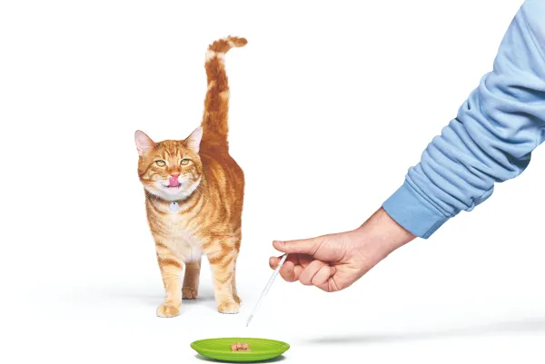cat